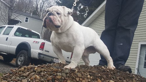 Bulldog Stud Dearmans The Princess Who made Boots