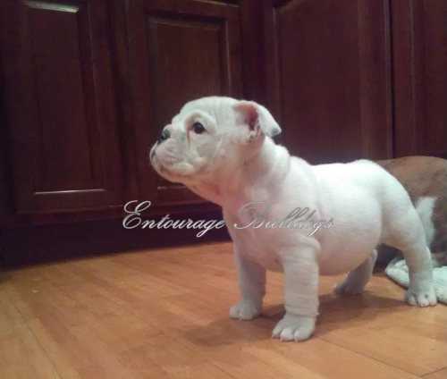 Insider Secrets To Finding The Best Bulldog Puppies For Sale - lizr7ir