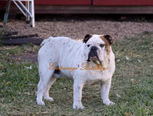 Breeders Hiding These Bulldog Puppies For Sale You Need To See This - v37wvuz