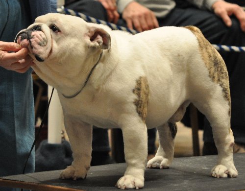 Bulldog Stud MBISS GCH Aguirres Lloyd Britches a Champion Bulldog Stud