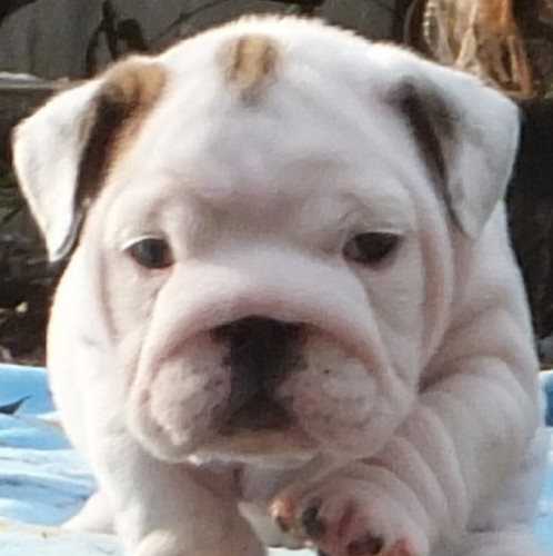 The Ultimate Guide To Choosing Bulldog Puppies For Sale - rpvpcr3