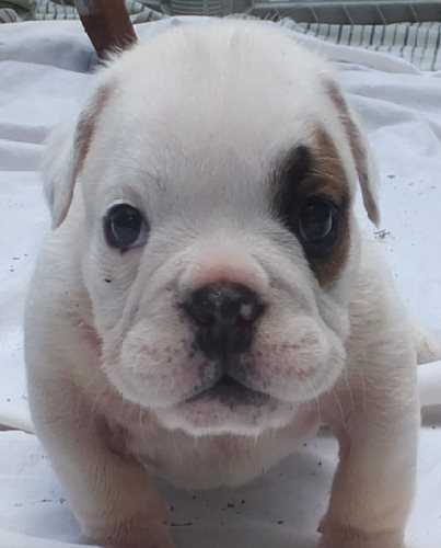 The Ultimate Guide To Choosing Bulldog Puppies For Sale - luwzrqg