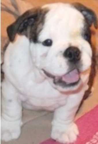 Citystate Bulldog Puppies For Sale Your Ultimate Guide - msb0zlw