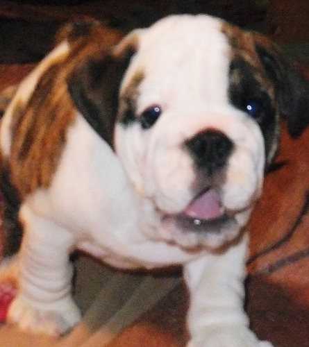 Breeders Hiding These Bulldog Puppies For Sale You Need To See This - toplt63