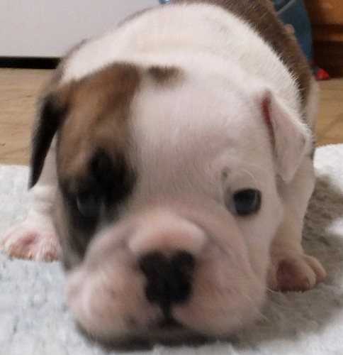 Insider Secrets To Finding The Best Bulldog Puppies For Sale - 3j0jkpj