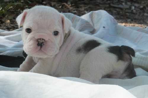 The Ultimate Guide To Choosing Bulldog Puppies For Sale - zbnde8s