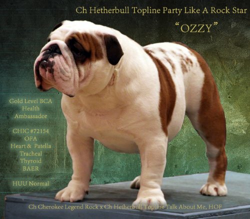 Bulldog Stud Ch Hetherbull TopLine Party Like A Rock Star HOF a Champion Bulldog Stud
