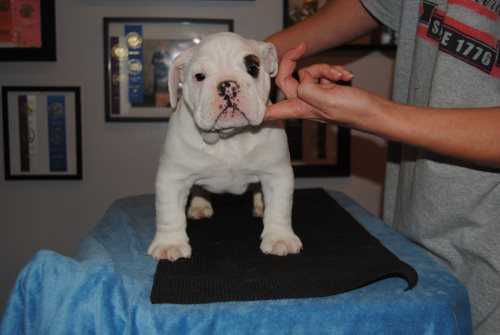 This Will Make You Cry Cuteness Overload Bulldog Puppies For Sale - 2jsnm6o