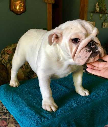 Omg These Bulldog Puppies For Sale Will Make You Swoon Guaranteed - yux07bl