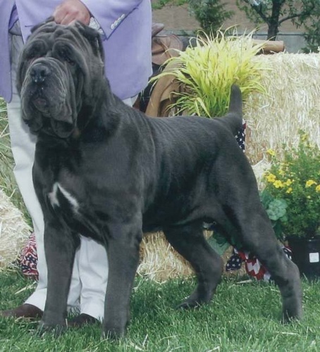 majestic mastiffs