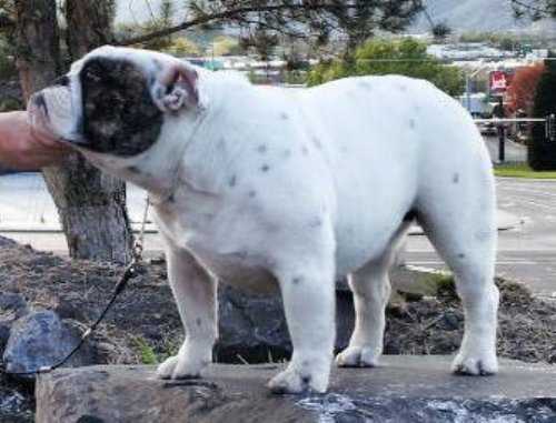 rocky mountain bulldogs