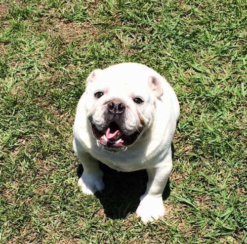 Bullpaws Zeus (Can) (Bulldog)