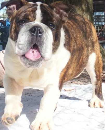 Bulldog Puppies For Sale