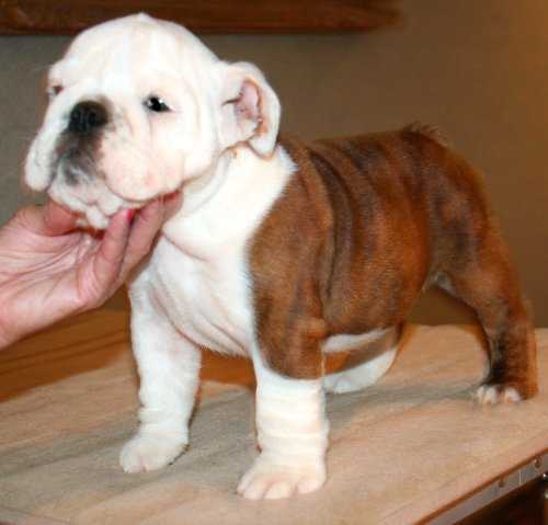 CH. CHEROKEE DAKOTA ROBERT (Bulldog)