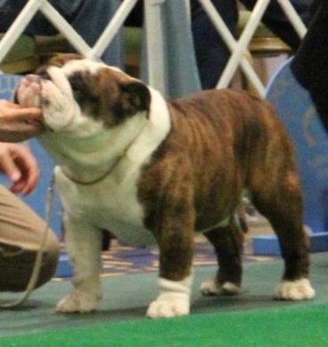 cherokee bulldogs puppies