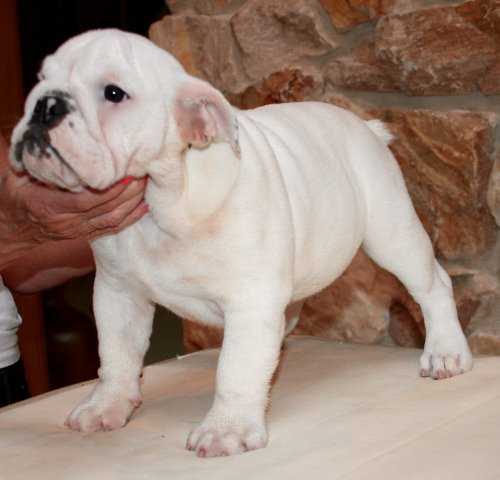 GCH. CHEROKEE ORIGIN JUST JOHNNY (Bulldog)