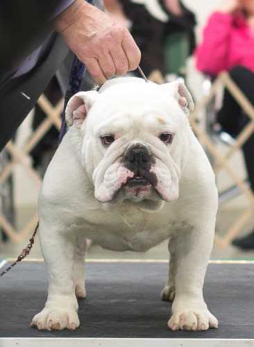 Knockdown Bulldogs Bulldog Breeder Owner Harrisburg Pa Knockdown Bulldogs Bulldog Breeder Owner Harrisburg Pa