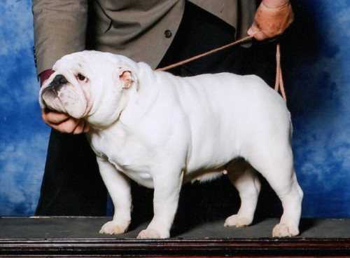 Bulldog Dynasty Bulldog Breeder Owner Abilene Tx