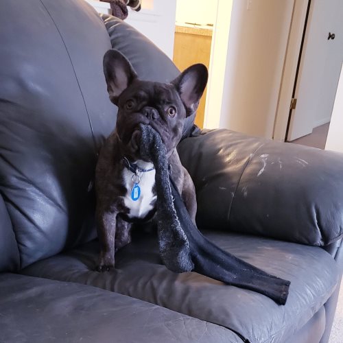 French Bulldog Puppies, Pedigrees, videos, pictures and more. - TopK9s.com