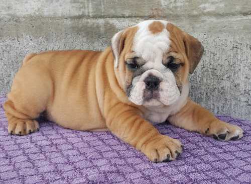 Bulldog Puppies For Sale