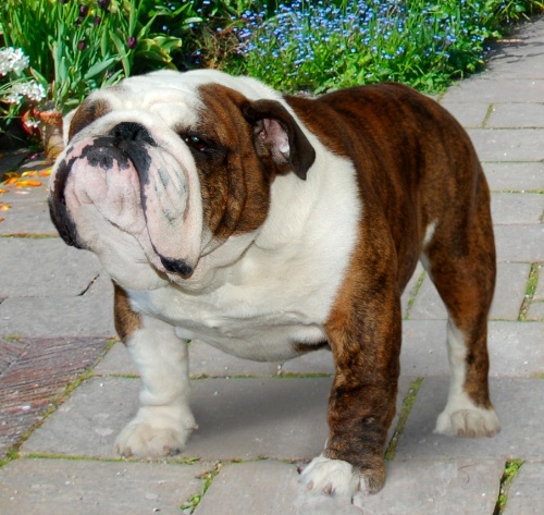 cherokee bulldogs puppies