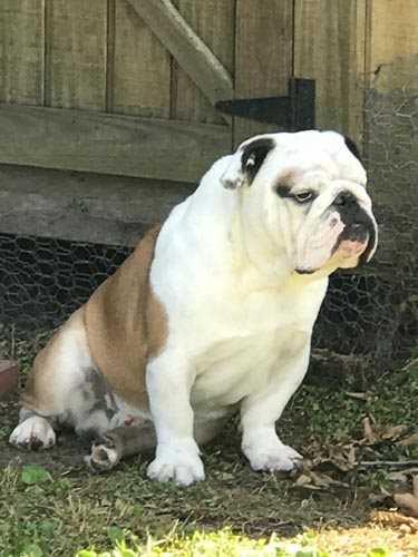 Bulldog Puppies For Sale