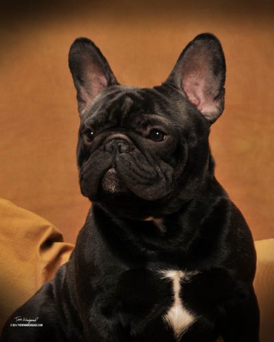 French Bulldog Puppies, Pedigrees, videos, pictures and more. - TopK9s.com